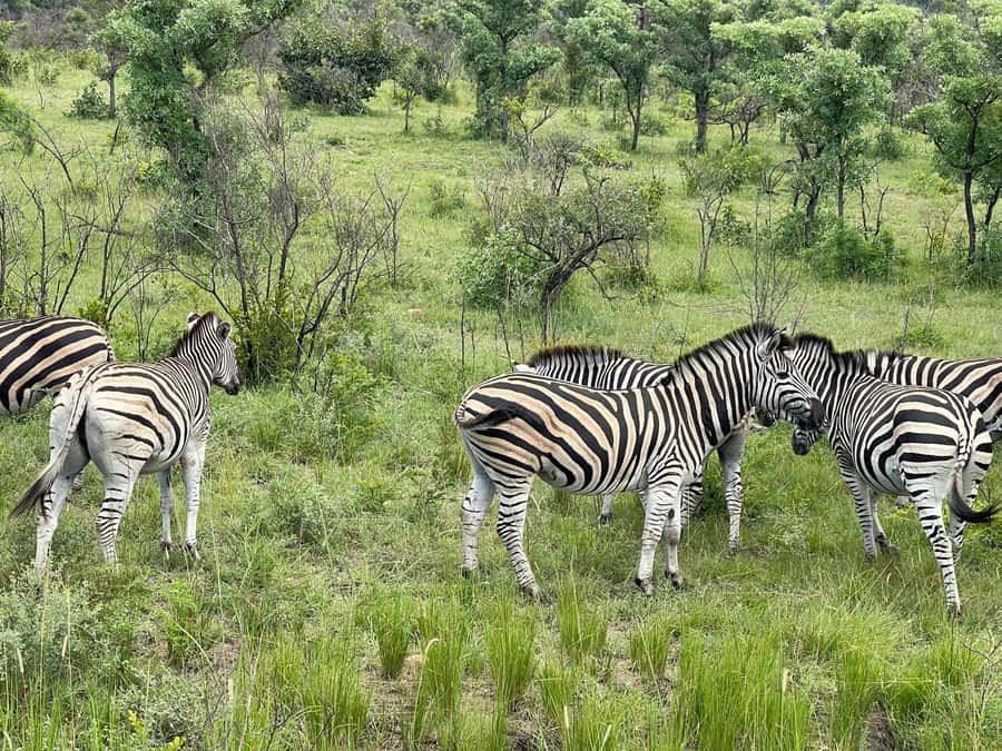 From Johannesburg: Kruger National Park 3-Day Safari - Lunch beside the Sabie River