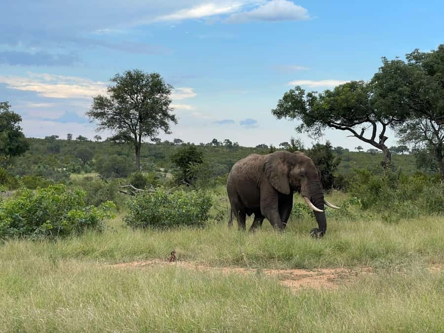From Johannesburg: Kruger National Park 3-Day Safari - What the $825 price really buys