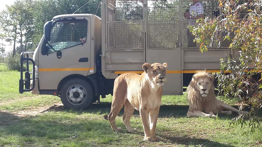 From Johannesburg: Lion & Safari Park Half-Day Tour - Key points to know before booking