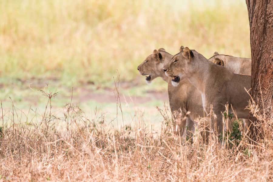 From Johannesburg: Lion & Safari Park Half-Day Tour - Is $167 per person good value?