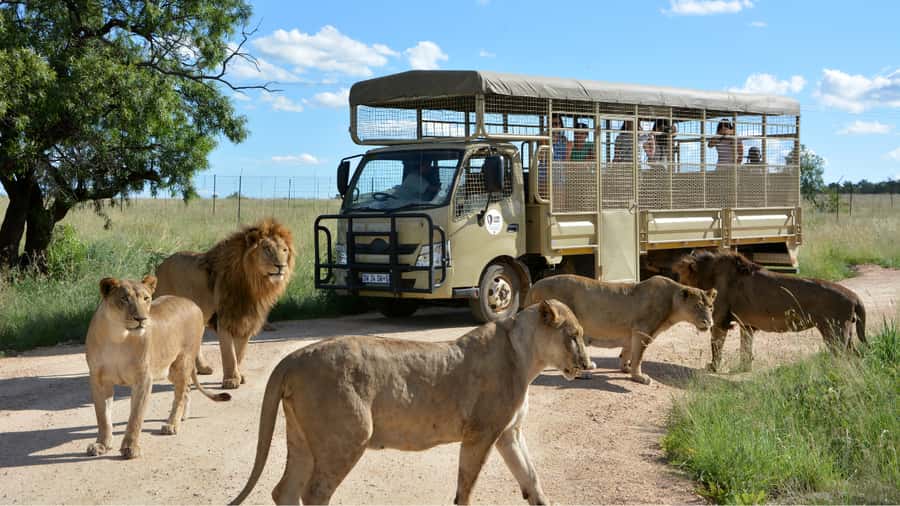 From Johannesburg: Lion & Safari Park Half-Day Tour - A short safari near Johannesburg