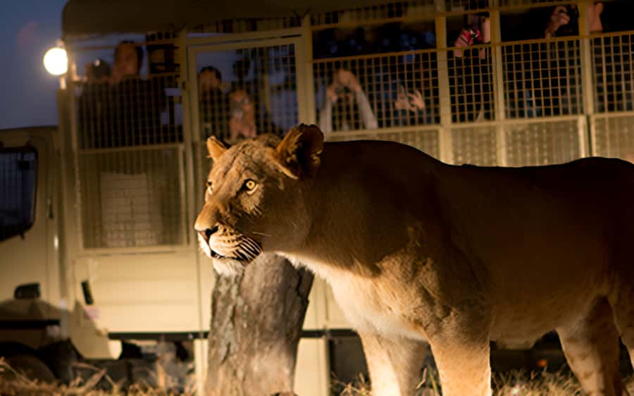 From Johannesburg: Lion & Safari Park Half-Day Tour - Arriving at Lion and Safari Park
