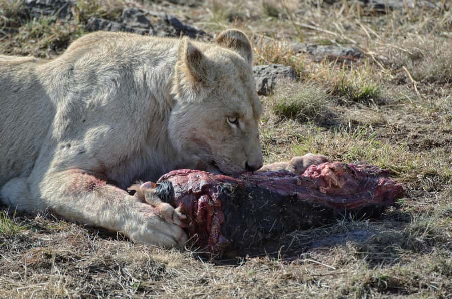 From Johannesburg: Lion & Safari Park Half-Day Tour - The one-hour open vehicle safari