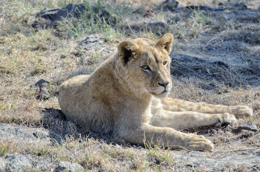 From Johannesburg: Lion & Safari Park Half-Day Tour - Lions, white lions, and other predators
