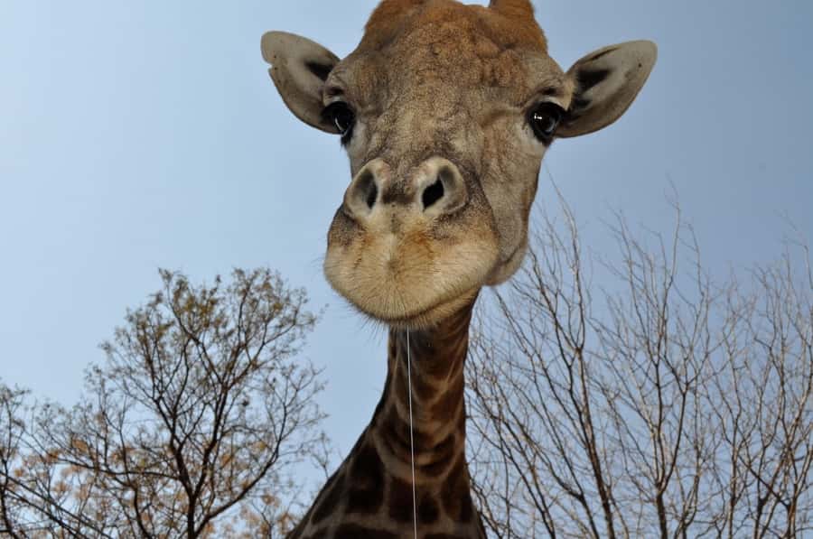 From Johannesburg: Lion & Safari Park Half-Day Tour - What the guide adds to the hour