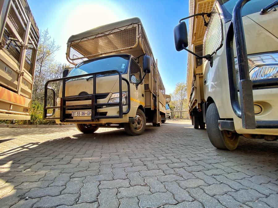 From Johannesburg: Lion & Safari Park Half-Day Tour - The five-hour schedule and its limits