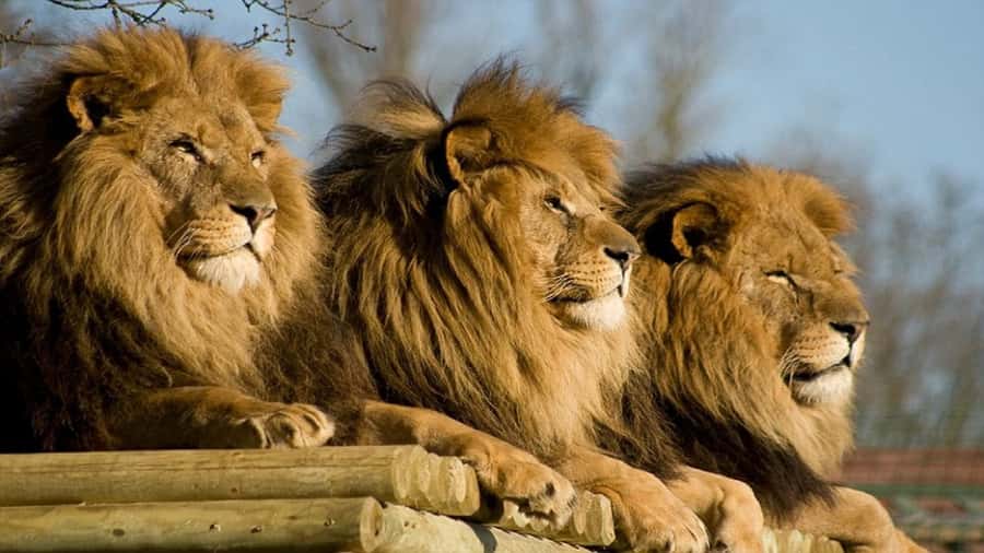 From Johannesburg: Lion & Safari Park Half-Day Tour - Safety, comfort, and access