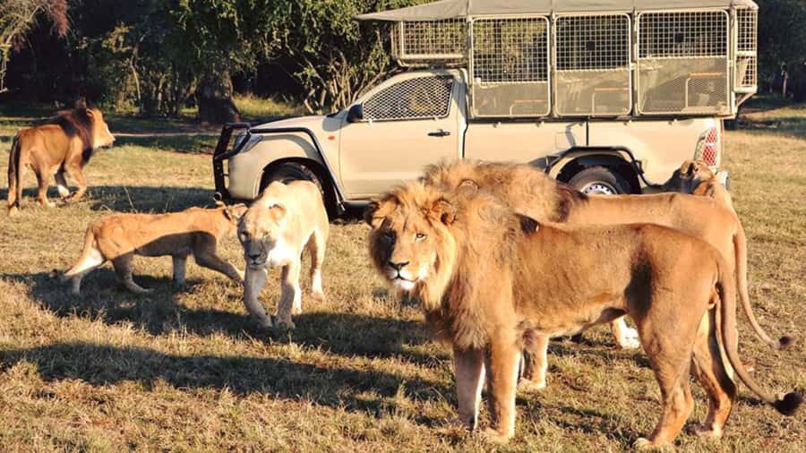 From Johannesburg: Lion & Safari Park Half-Day Tour - Door-to-door transport from Johannesburg or Pretoria