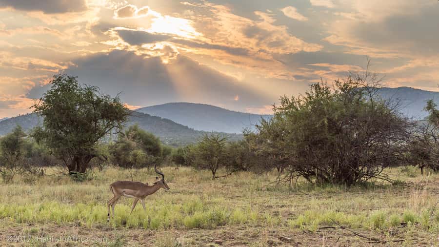 From Johannesburg: Pilanesberg National Park Safari - Why Pilanesberg works as a Johannesburg day trip