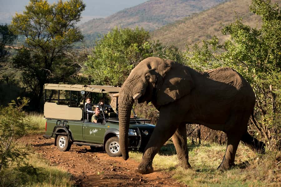 From Johannesburg: Pilanesberg National Park Safari - What the three-hour game drive is really like
