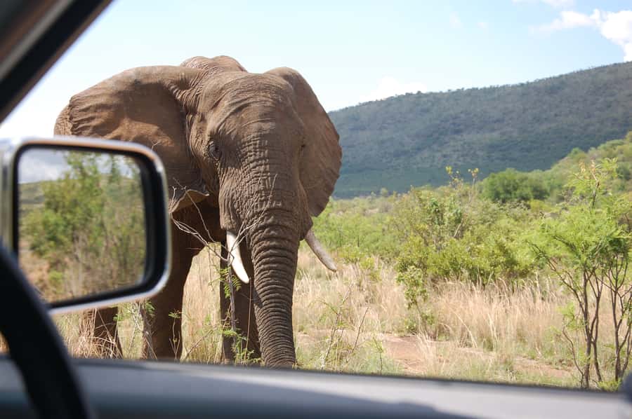 From Johannesburg: Pilanesberg National Park Safari - Transport, group size, and comfort