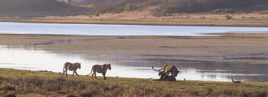 From Johannesburg: Pilanesberg National Park Safari - The early pickup from Johannesburg