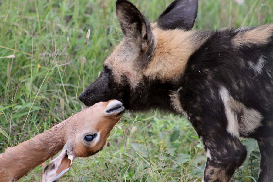 From Johannesburg: Pilanesberg Nature Reserve Game Safari - Who Should Book This Safari?