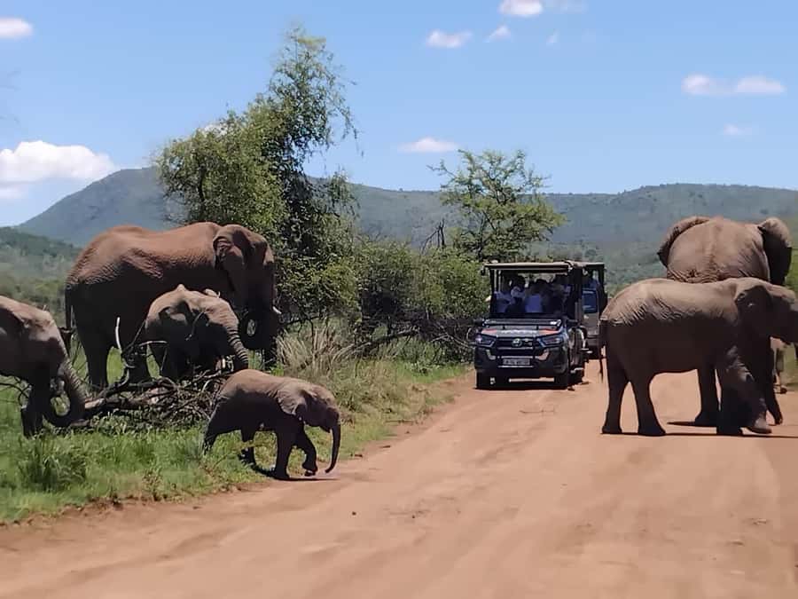 From Johannesburg: Pilanesberg Nature Reserve Game Safari - What the Guides Add to the Experience