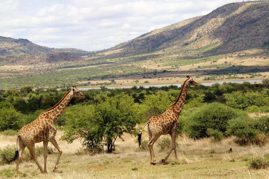 From Johannesburg: Pilanesberg Nature Reserve Game Safari - How to Dress and What to Pack