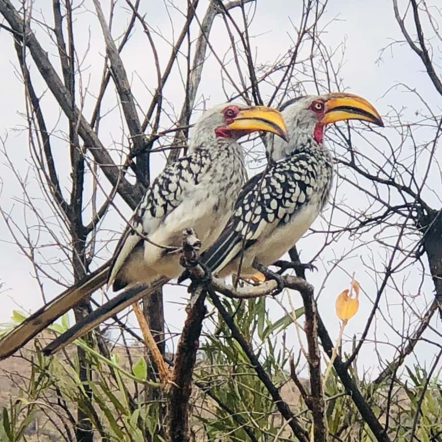 From Johannesburg: Pilanesberg Wildlife Safari - The three-hour morning game drive