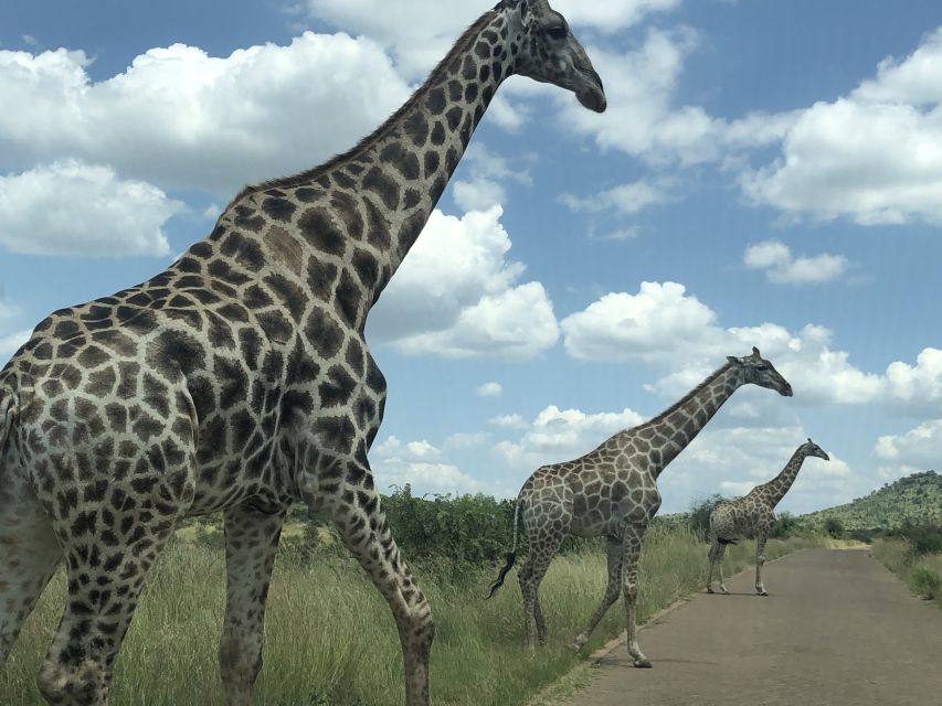 From Johannesburg: Pilanesberg Wildlife Safari - The two-hour afternoon drive