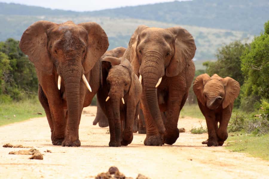 From Johannesburg: Pilanesberg Wildlife Safari - The 2.5-hour drive through Gauteng