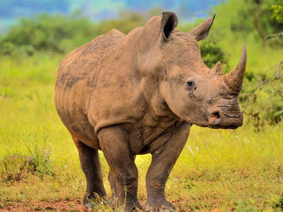 From Johannesburg: Rhino & Lion Safari and Wonder Cave Tour - Key points to know before booking