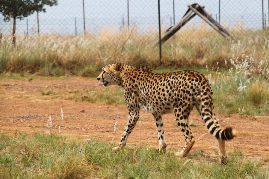 From Johannesburg: Rhino & Lion Safari and Wonder Cave Tour - Why this Johannesburg day trip works