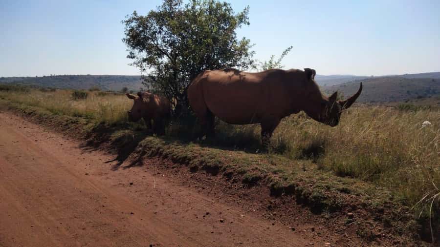 From Johannesburg: Rhino & Lion Safari and Wonder Cave Tour - Going underground at Wonder Cave