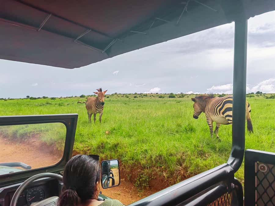 From Johannesburg: Rhino & Lion Safari and Wonder Cave Tour - The one-hour ride into the Cradle of Humankind