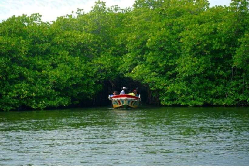 From Kalutara: Exclusive Madu River Safari & Turtle Hatchery - The private vehicle makes the morning easy