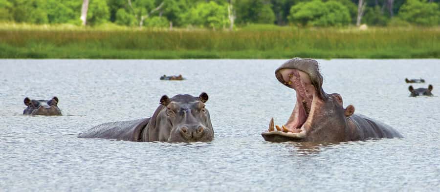From Kasane: Chobe National Park Full Day Wildlife Safari - Why the river and road pairing works