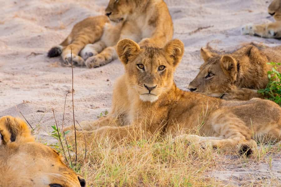 From Kasane: Chobe National Park Full Day Wildlife Safari - The Chobe River cruise, about 3.5 hours