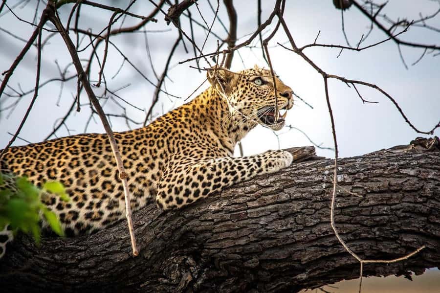 From Kasane: Chobe National Park Full Day Wildlife Safari - What the $122 price really covers