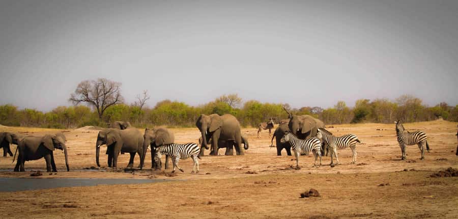 From Kasane: Chobe National Park Full Day Wildlife Safari - Starting from Kasane in Botswana