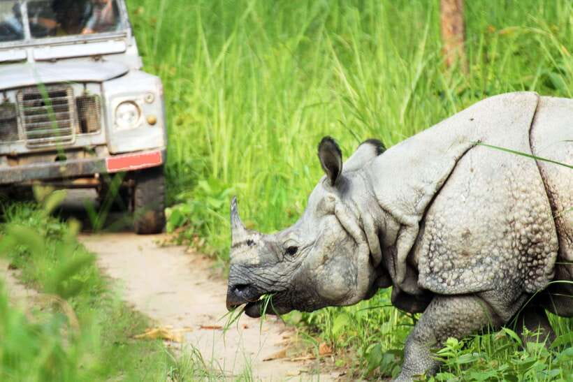 From Kathmandu/Pokhara: 2, 3, or 4-Day Chitwan Jungle Safari - Day Four: A Quiet Birding Morning and the Road Home