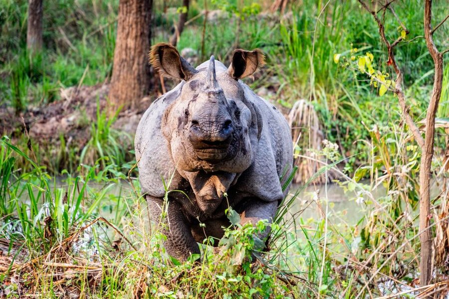 From Kathmandu/Pokhara: Private 3-Day Chitwan Safari Tour - Day 3: A slower look at the forest
