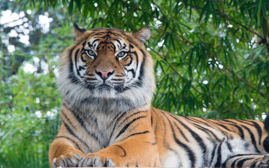 From Kathmandu/Pokhara: Private 3-Day Chitwan Safari Tour - Accommodation, meals, and what the price covers