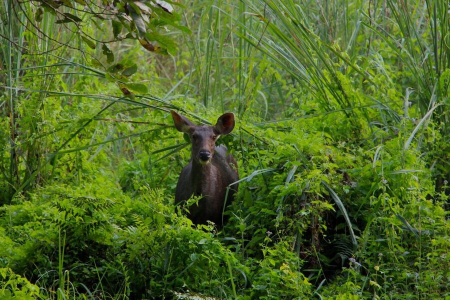 From Kathmandu/Pokhara: Private 3-Day Chitwan Safari Tour - Who should book this Chitwan safari?