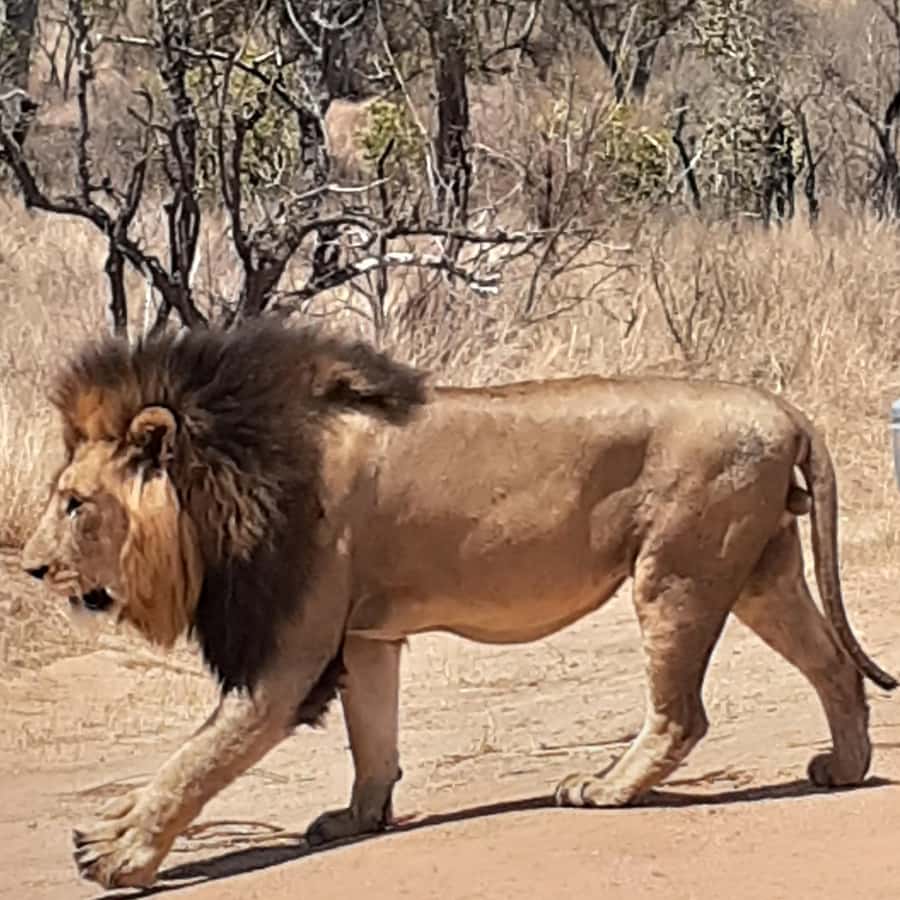 From Malelane: Half Day Kruger Park Wildlife Safari - Searching for the Big Five without false promises