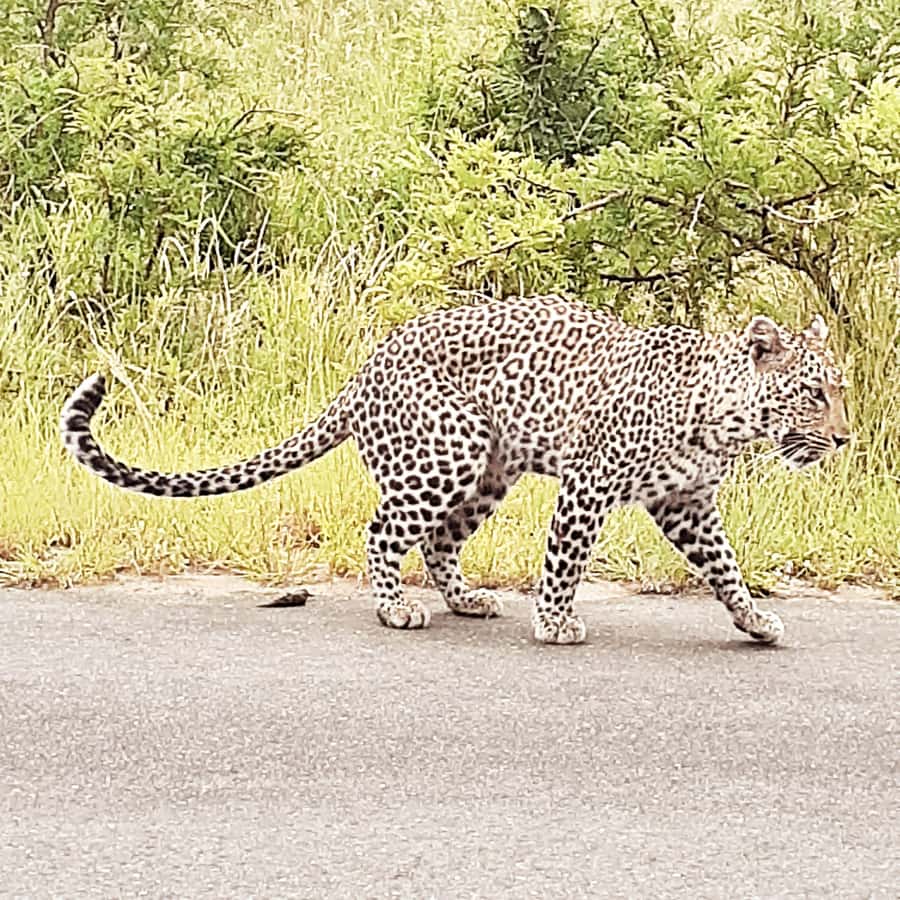 From Malelane: Half Day Kruger Park Wildlife Safari - What the guide adds to the experience