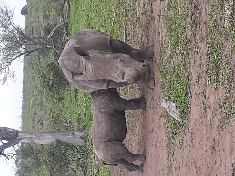 From Malelane: Kruger National Park Full-Day Safari - Why the 5:00 AM start matters in Kruger