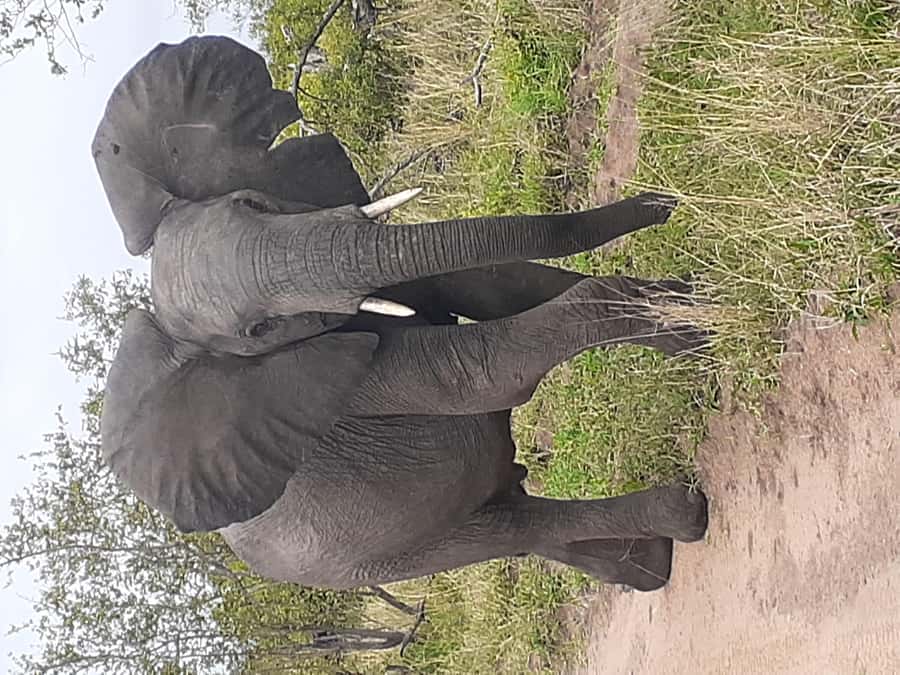 From Malelane: Kruger National Park Full-Day Safari - The morning drive and the search for the Big Five
