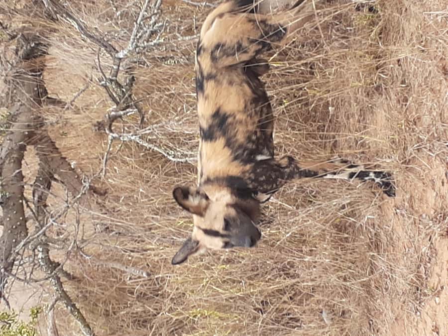 From Malelane: Kruger National Park Full-Day Safari - Crossing into Kruger in an open-sided 4x4