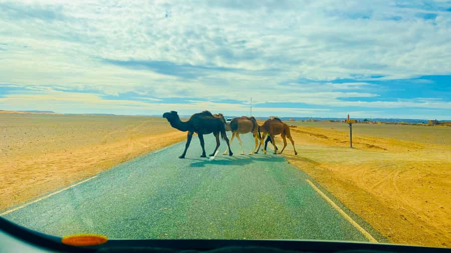 From Marrakech: 2 Days Zagora Desert Safari with Food & Camp - Who this Zagora trip suits best