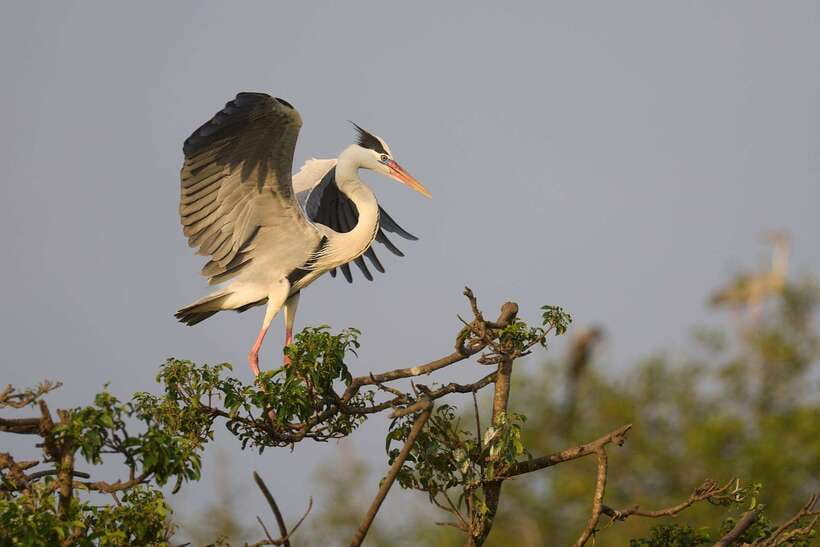 From Mirissa/Galle/Hikkaduwa: Udawalawa National Park Safari - What the $27 price really buys you