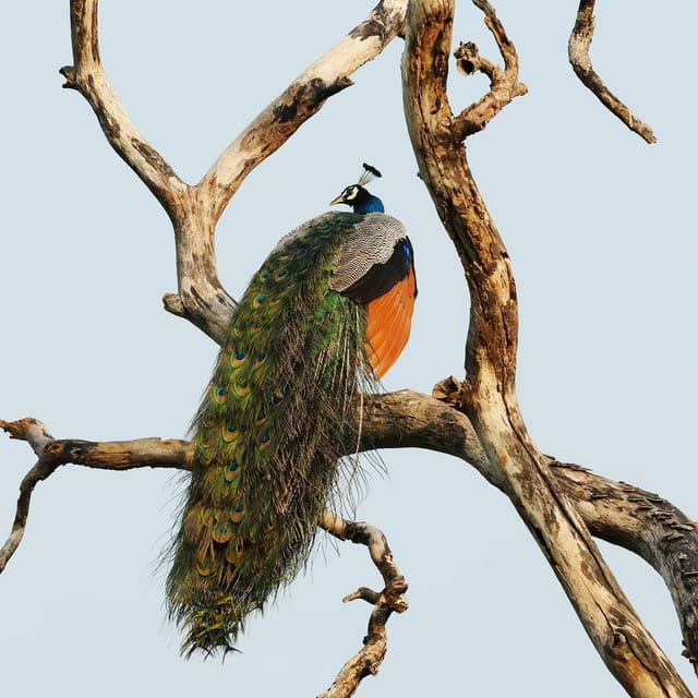 From Mirissa/Galle/Hikkaduwa: Udawalawa National Park Safari - Who should book this safari