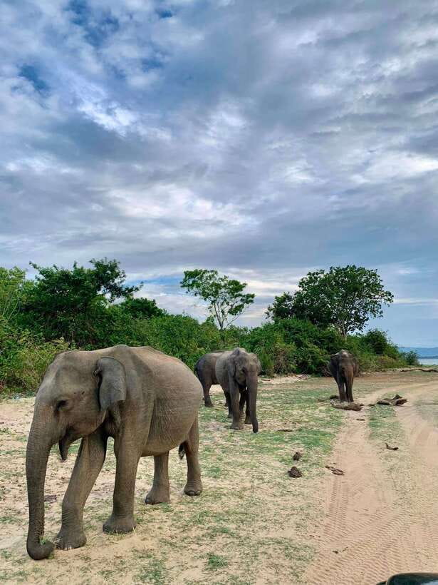 From Mirissa/Galle/Hikkaduwa: Udawalawa National Park Safari - The early road from the southern coast