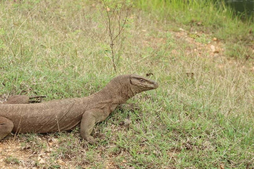 From Mirissa / Galle / Tangalle to Yala Safari & Drop- Ella - Who should book this Yala trip?