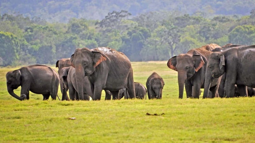 From Mirissa / Galle / Tangalle to Yala Safari & Drop- Ella - Why this route works so well for a Sri Lanka itinerary