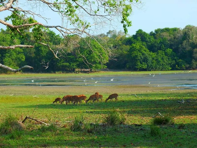 From Mirissa / Galle / Tangalle to Yala Safari & Drop- Ella - What you might see, and how close it may feel