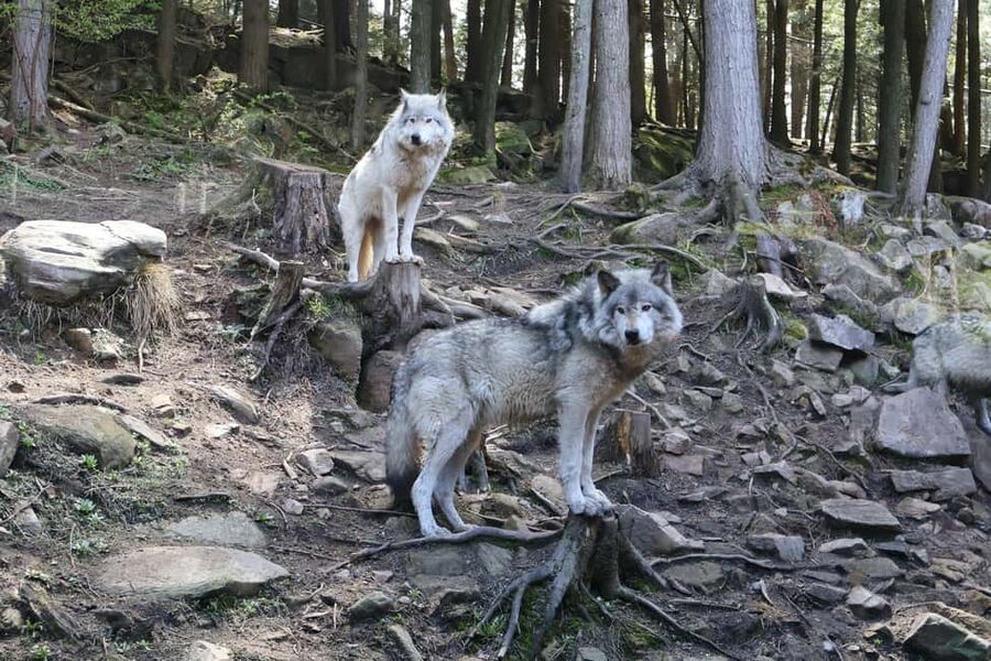 From Montreal: Omega Park Wildlife Safari Calling Sounds - What The Sound Devices Add