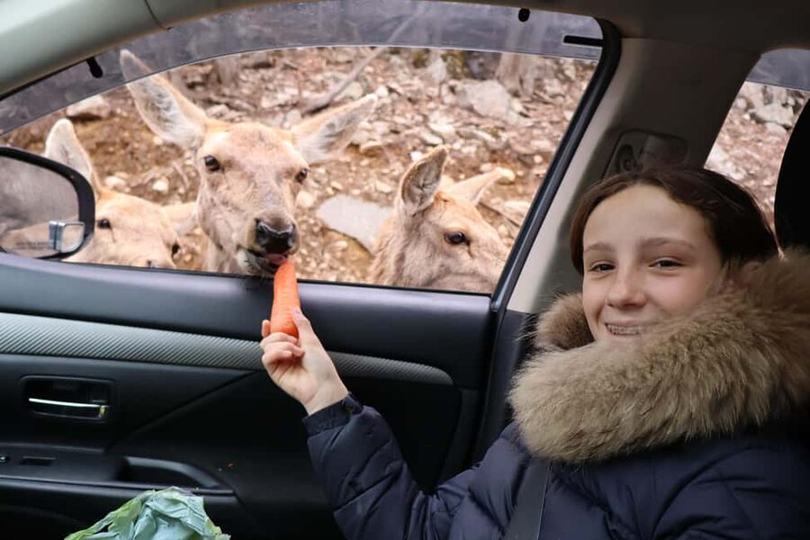 From Montreal: Omega Park Wildlife Safari Calling Sounds - Feeding Deer And Other Selected Animals