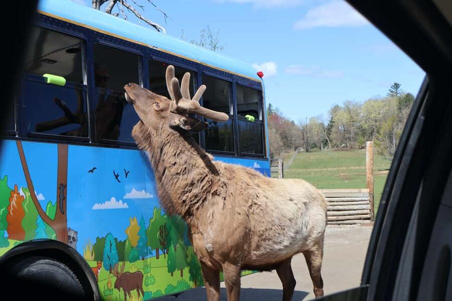 From Montreal: Omega Park Wildlife Safari Calling Sounds - A 45-Minute Pause At Montebello Lodge
